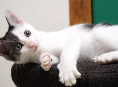 消えた猫じゃらしに子猫が駄々をこねてみる？【赤ちゃん猫　保護猫】