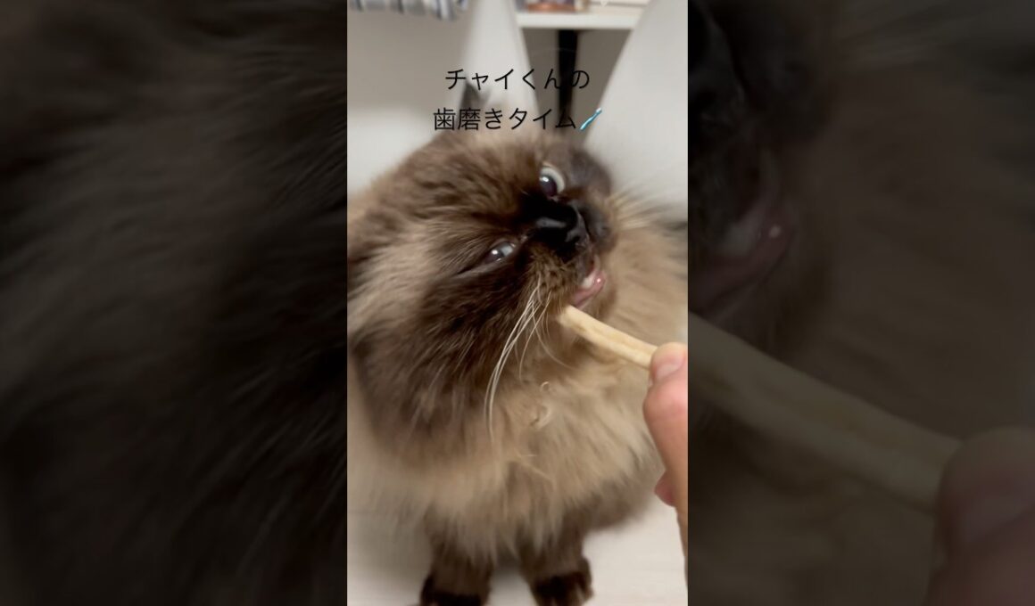 チャイくんの歯磨き方法🪥🦷✨#cat #ヒマラヤン #猫 #猫のいる暮らし #歯磨き #shorts