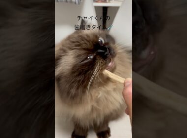 チャイくんの歯磨き方法🪥🦷✨#cat #ヒマラヤン #猫 #猫のいる暮らし #歯磨き #shorts