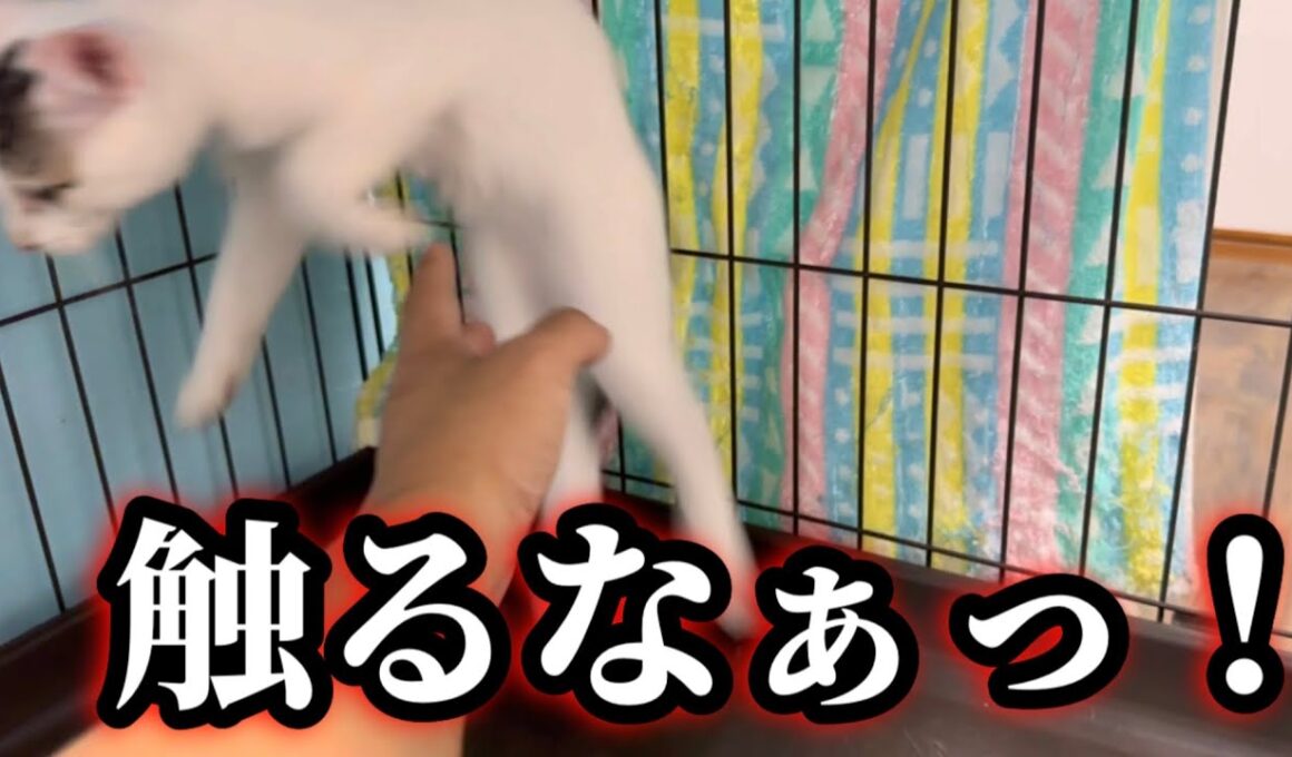 保護した子猫と距離を縮めようとしたらこうなりました