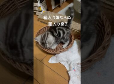 箱入り娘ならぬ•••#アメリカンショートヘア#アメショ#子猫#猫の日常#cat#cats