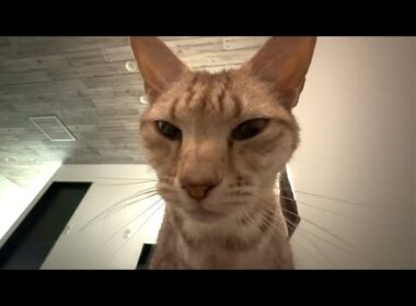 うっとりするほど美しいエジプシャンマウ