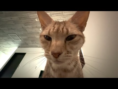 うっとりするほど美しいエジプシャンマウ