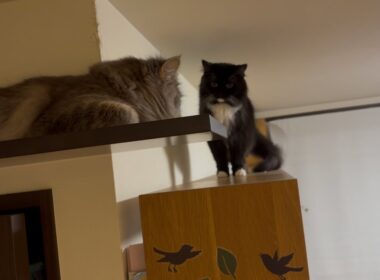 後輩猫に通せんぼされる猫　ラガマフィン