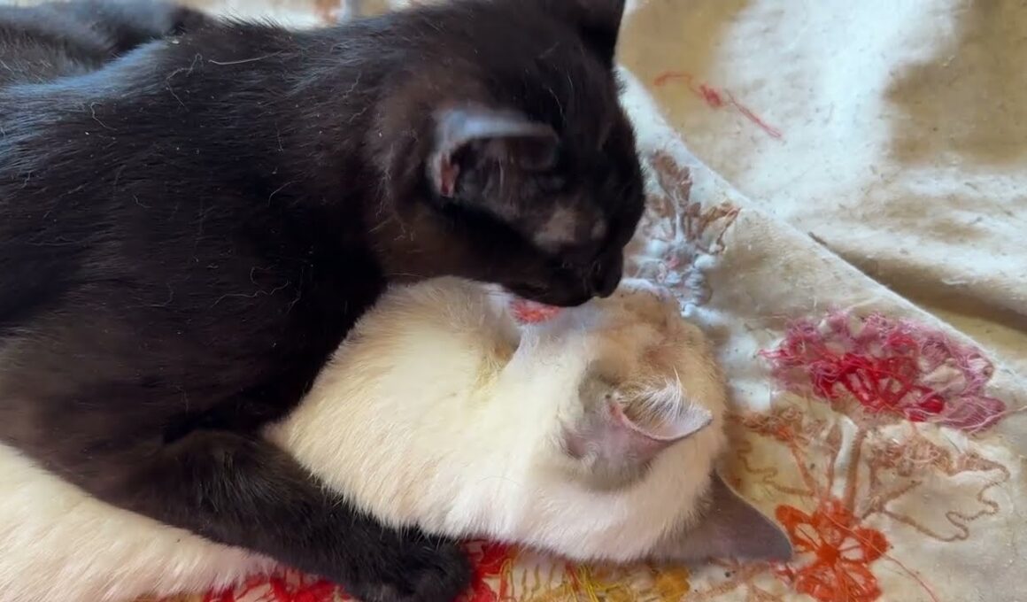 眠るシャムの子ネコ雫、黒猫の黒夢が、じゃれに来て、布団をズリズリしながら、逃げる