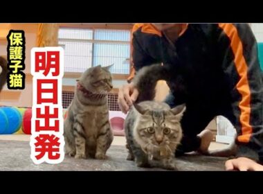 保護子猫が明日出発することになりました
