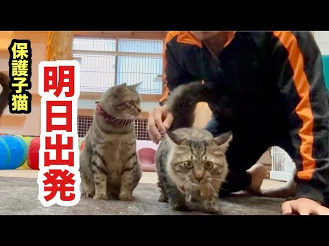 保護子猫が明日出発することになりました
