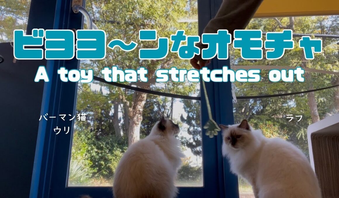 バーマン猫ラフとウリ【ビヨヨ〜ンなオモチャ】A toy that stretches out（バーマン猫）Birman/Cat