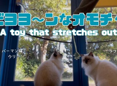 バーマン猫ラフとウリ【ビヨヨ〜ンなオモチャ】A toy that stretches out（バーマン猫）Birman/Cat