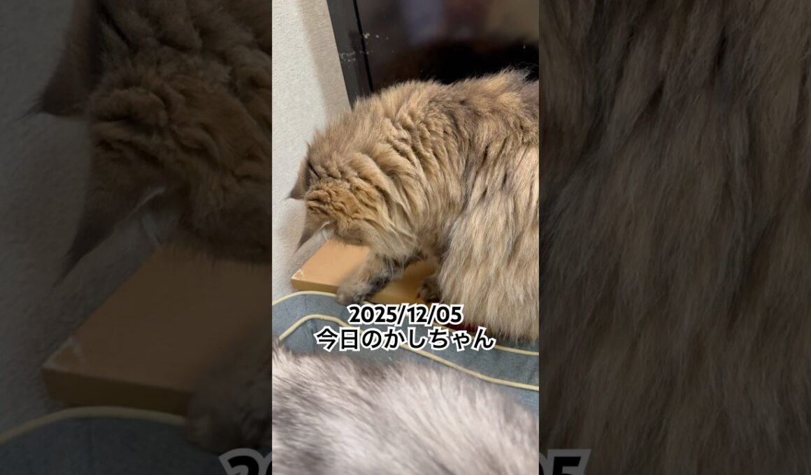 2025/12/05今日のかしちゃん #猫 #ペルシャ #カシス #cat #猫のいる暮らし
