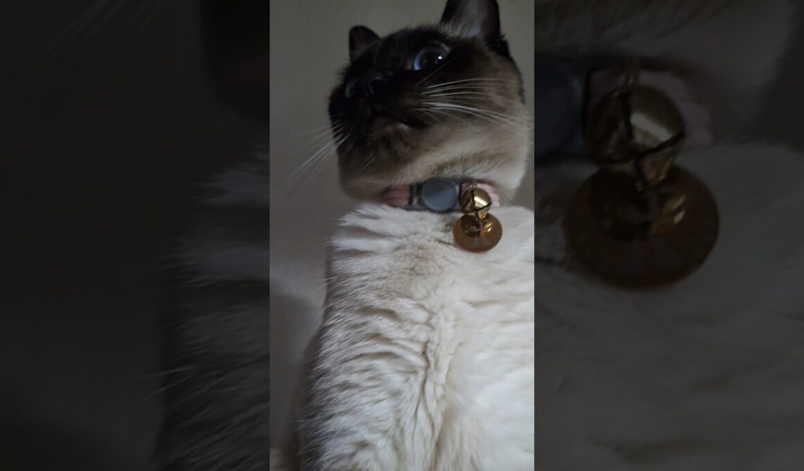 下から撮ったら…マロンちゃん大迫力すぎた😼📸✨ #cat #catshorts #シャム猫 #しゃむねこ #ねこのいる暮らし #ねこのいる生活 ＃シャム猫☆マロンちゃん