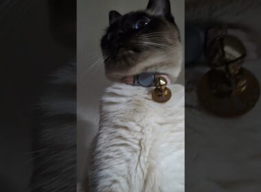 下から撮ったら…マロンちゃん大迫力すぎた😼📸✨ #cat #catshorts #シャム猫 #しゃむねこ #ねこのいる暮らし #ねこのいる生活 ＃シャム猫☆マロンちゃん