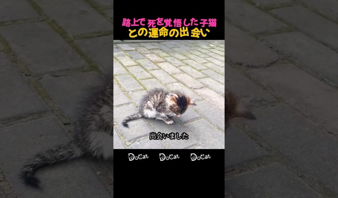 路上で死を覚悟した子猫との運命の出会い #感動 #猫 #保護猫