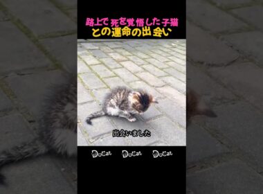 路上で死を覚悟した子猫との運命の出会い #感動 #猫 #保護猫