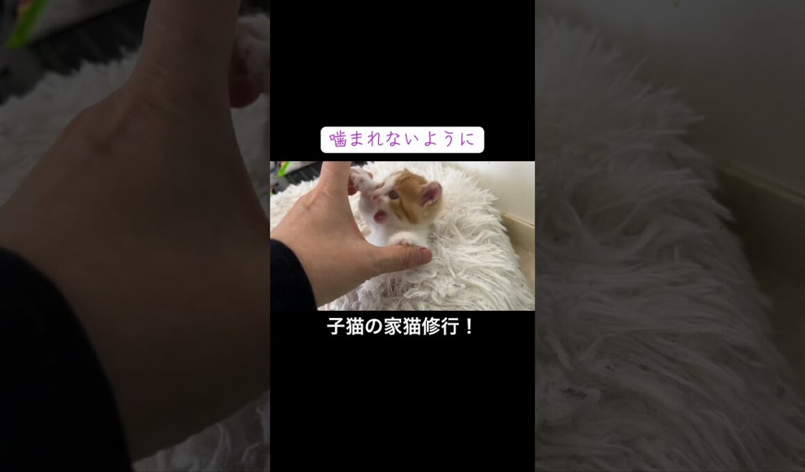 腹筋にトライする子猫 #cat  #猫  #ねこ  #保護猫 #cute #猫のいる暮らし #子猫 #kitten #shorts  #こねこ