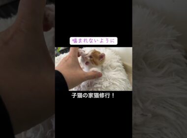 腹筋にトライする子猫 #cat  #猫  #ねこ  #保護猫 #cute #猫のいる暮らし #子猫 #kitten #shorts  #こねこ