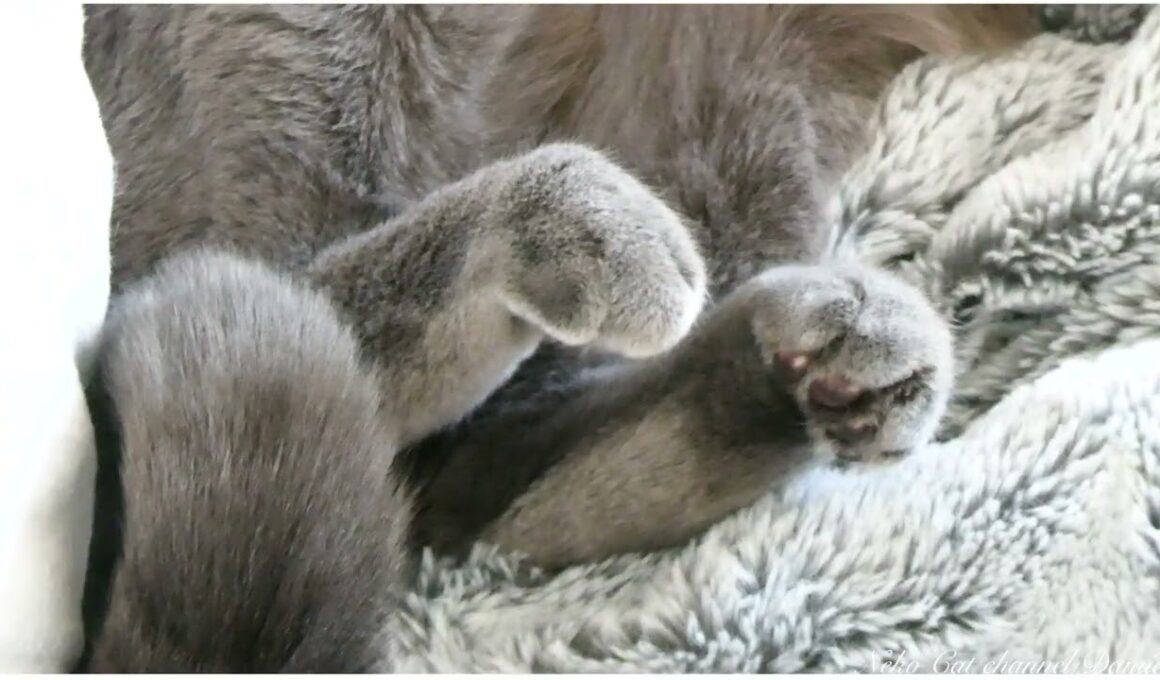 今日の猫くん - Today's cat. #シャルトリュー