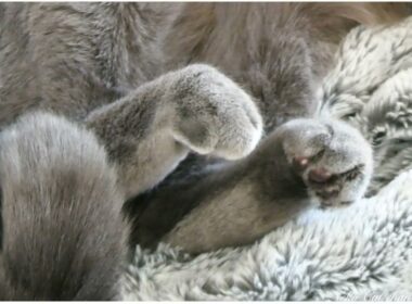 今日の猫くん - Today's cat. #シャルトリュー