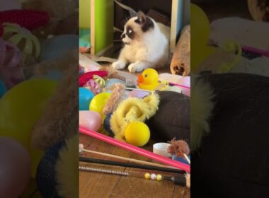 三毛猫ミックス「シャムの子ねこパンダくん、妹の雫が、じゃれてきて、少し心を開いたね」と見守る