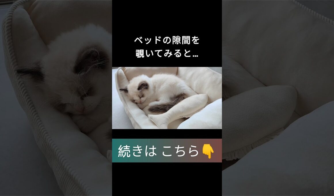 #shorts #ラグドール #子猫 #甘えん坊猫 #ぬいぐるみ猫 #ragdollcat
