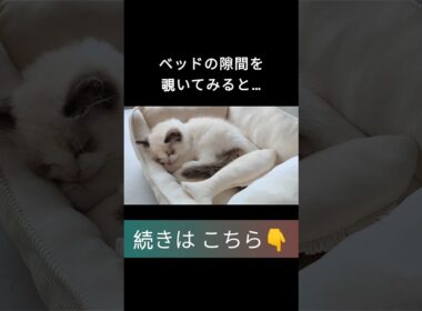 #shorts #ラグドール #子猫 #甘えん坊猫 #ぬいぐるみ猫 #ragdollcat