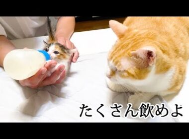 子猫が心配でミルク中も隣にいる先住猫