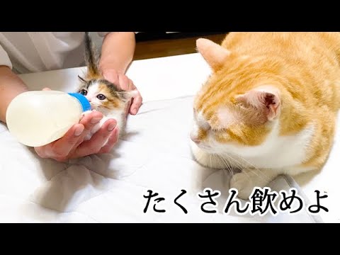 子猫が心配でミルク中も隣にいる先住猫
