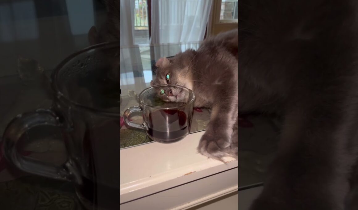 コーヒー飲むかな #アメリカンカール #ねこ動画 #ねこのいる暮らし