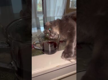 コーヒー飲むかな #アメリカンカール #ねこ動画 #ねこのいる暮らし