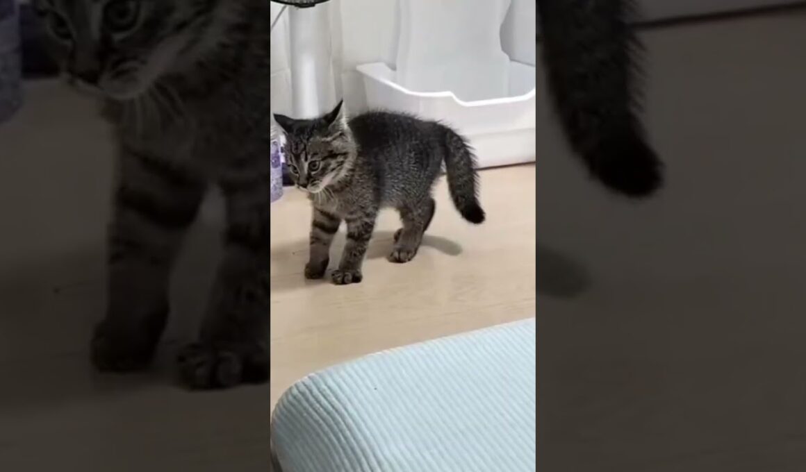 先住猫vs新入り子猫 #子猫 #こねこ #ねこのいる生活