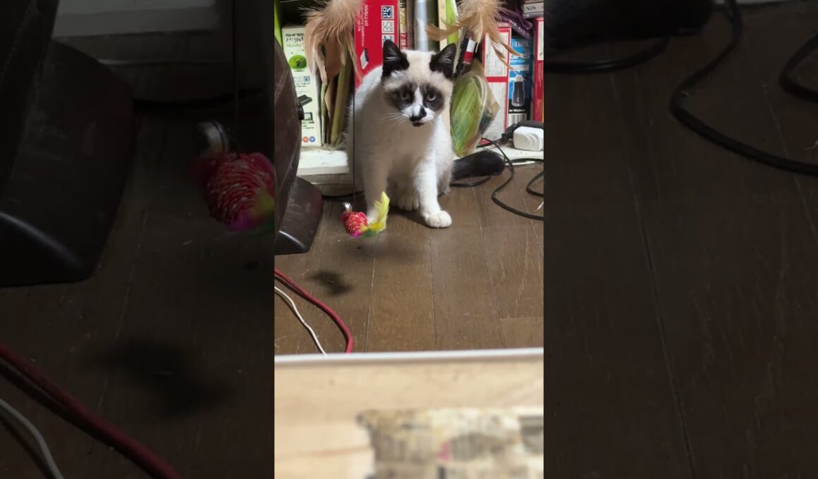 そっと、アピール。シャムの子ねこパンダくんだったが、アレ💦寝てるよ妹の雫と黒猫の黒夢