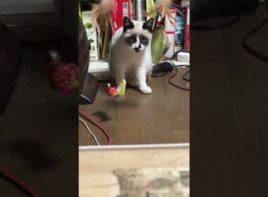 そっと、アピール。シャムの子ねこパンダくんだったが、アレ💦寝てるよ妹の雫と黒猫の黒夢