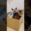 兄猫リンクと仲良く段ボール箱に入る猫スルタン【スフィンクス】