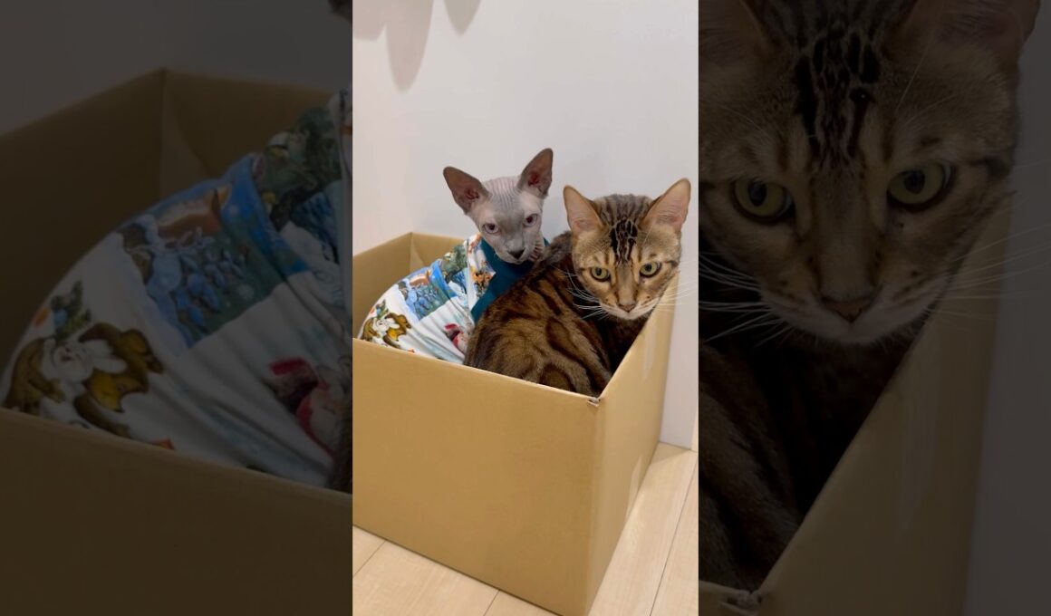 兄猫リンクと仲良く段ボール箱に入る猫スルタン【スフィンクス】