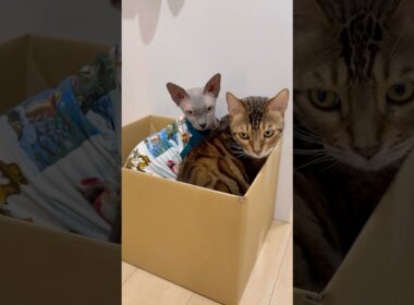 兄猫リンクと仲良く段ボール箱に入る猫スルタン【スフィンクス】