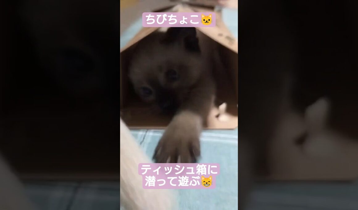 ちびちょこの頃ティッシュ箱に入れてました😸 #シャム猫 #子猫 #保護猫