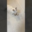 堂々とご飯泥棒するラグドールの子猫🐾