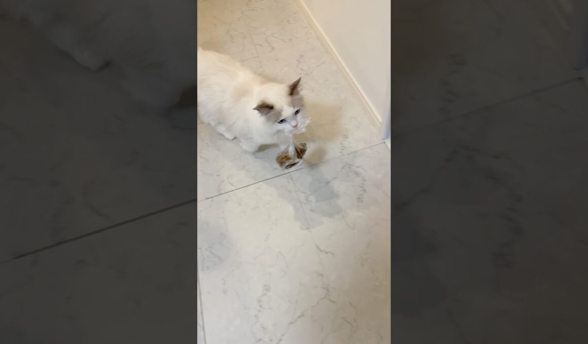 堂々とご飯泥棒するラグドールの子猫🐾