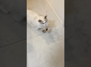 堂々とご飯泥棒するラグドールの子猫🐾