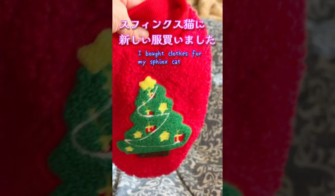 スフィンクス猫はセクシー⁉️🤣#shorts #cat #lifewithcats #猫 #猫のいる暮らし #sphynx