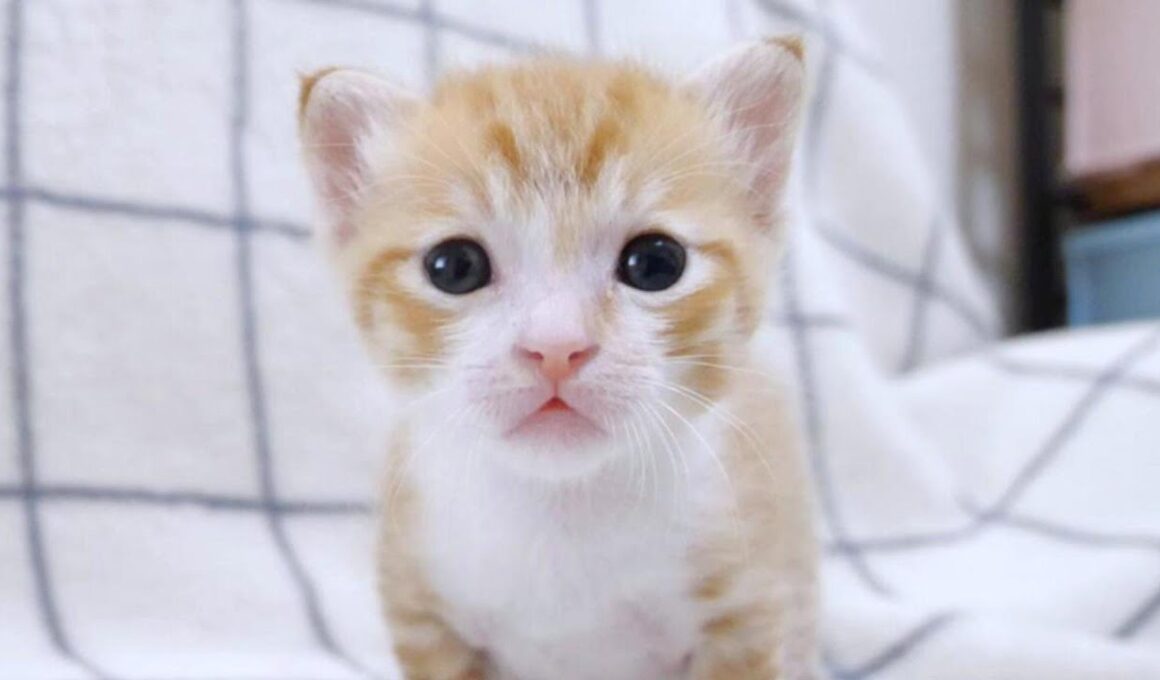 突然ごめん寝落ちしちゃう子猫たちがかわい過ぎ【赤ちゃん猫　保護猫】