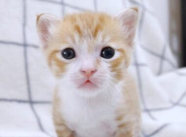 突然ごめん寝落ちしちゃう子猫たちがかわい過ぎ【赤ちゃん猫　保護猫】