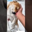 氷に阻まれた子犬と必死な子猫…あなたのワンピックはどっち？