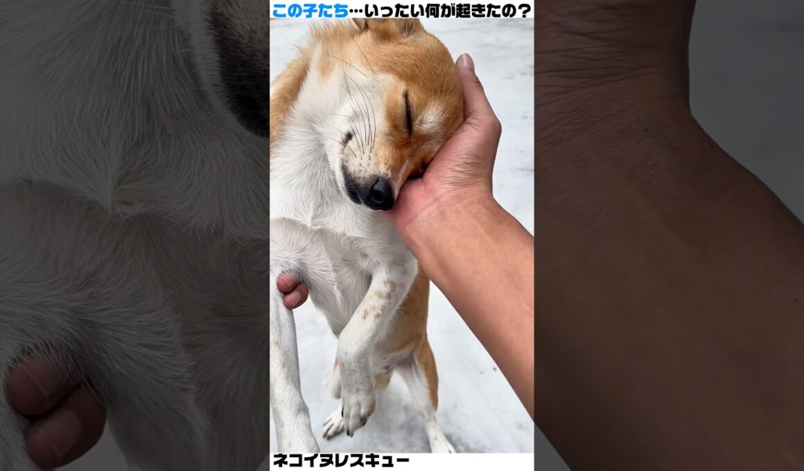 氷に阻まれた子犬と必死な子猫…あなたのワンピックはどっち？