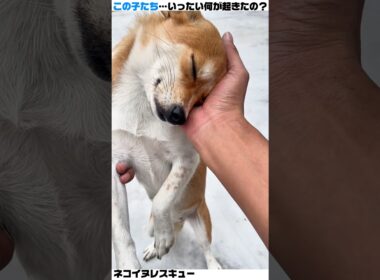 氷に阻まれた子犬と必死な子猫…あなたのワンピックはどっち？