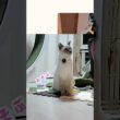 お尻で『あそぶ』を連打する猫がこちらです🍑🐾  #猫 #shorts
