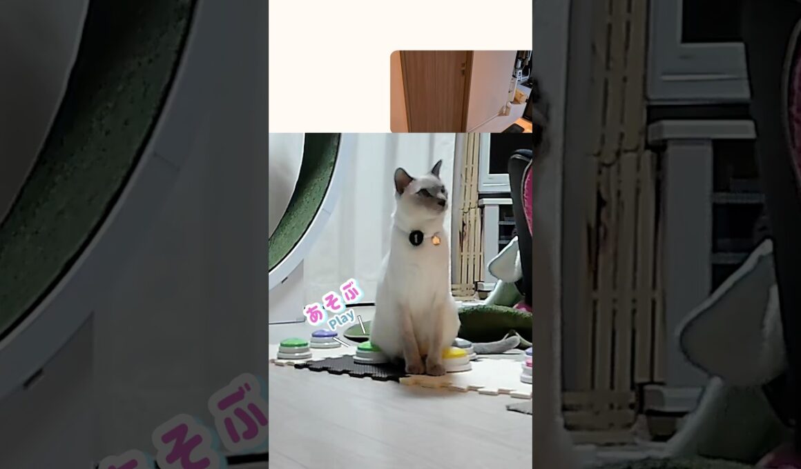 お尻で『あそぶ』を連打する猫がこちらです🍑🐾  #猫 #shorts