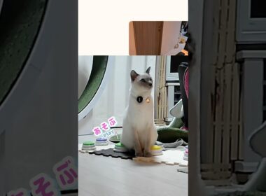 お尻で『あそぶ』を連打する猫がこちらです🍑🐾  #猫 #shorts