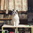 シャムの子ねこパンダくん。カーテンから、ズルっと滑り落ちた後の動画、恥ずかしそうに隠れる姿を見る三毛猫ミックス