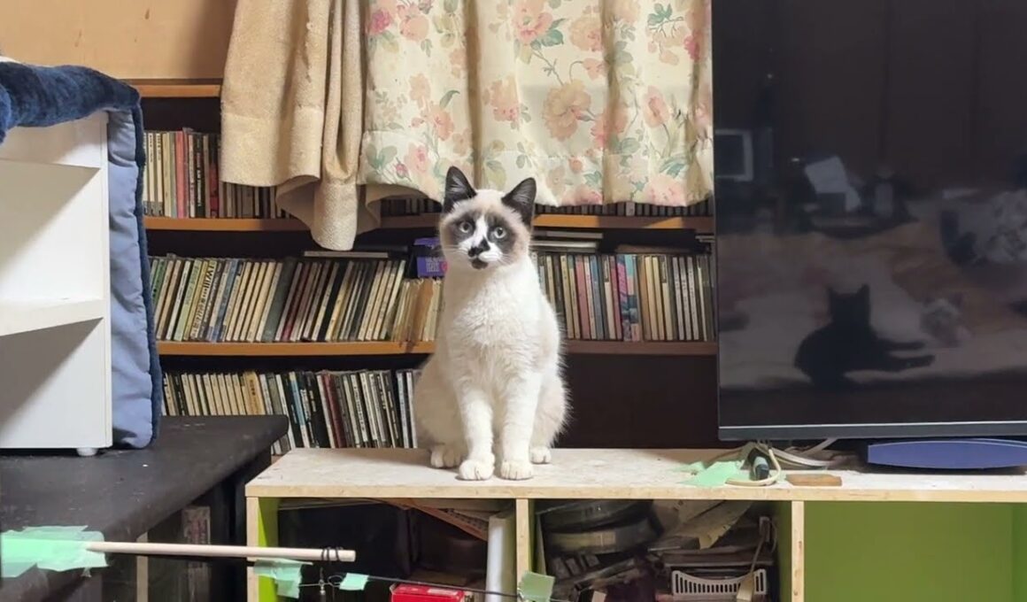 シャムの子ねこパンダくん。カーテンから、ズルっと滑り落ちた後の動画、恥ずかしそうに隠れる姿を見る三毛猫ミックス